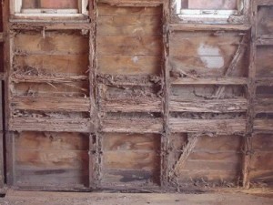 termite-damage