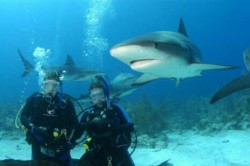 Stuart Cove's Dive Bahamas