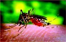 aedes aegypti mosquito