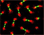 wolbachia-bacteria wolbachia bacteria