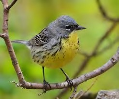 Kirtand Warbler