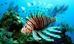 Lionfish