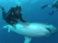 sharks