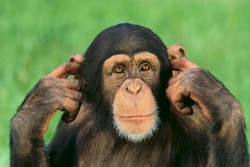 monkey-ear