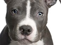 pitbull