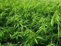 drug-field