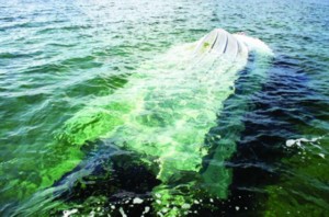 The 'Glory Time' submerged in waters off Fox Town, Abaco