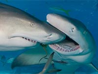 shark-bite