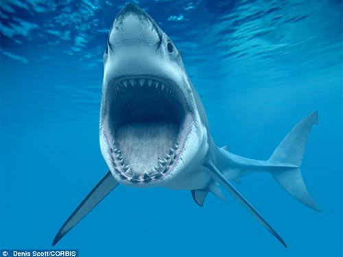 shark-photo-denis-scott