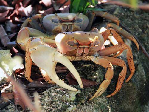 Catching Crabs 101 | Bahamas News