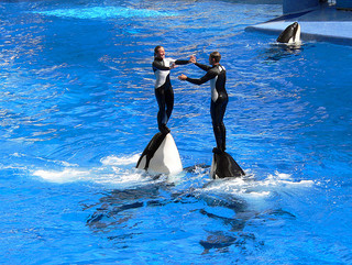 SeaWorld Facing Huge Backlash After Blackfish Documentary Airs