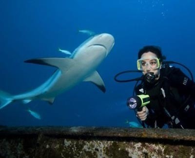 Strange Facts: Scuba divers observe interesting shark behavior in the Bahamas