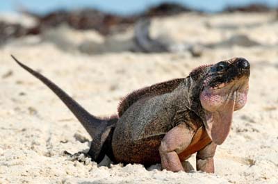 iguana