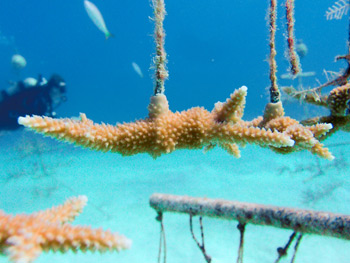 cervicornis-coral-f-nature-conservancy-image-eddy-raphael