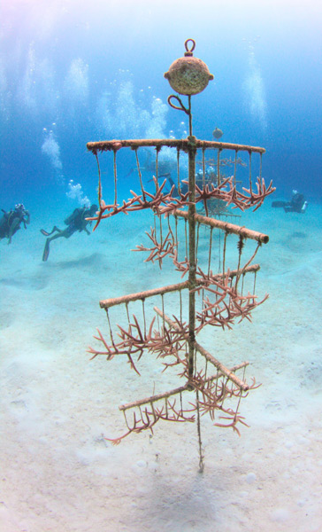 cervicornis-coral-nature-conservancy-image-ellison-gomez