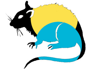 bahamian-rat