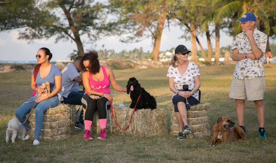 baark-bahamas-strut-your-mutt-laura-kimble