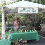 Beryl's Bromeliads