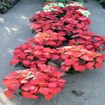 Poinsettias at the Retreat