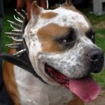 Pit Bull In Spikes