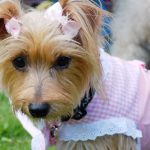 Yorkie In Pink