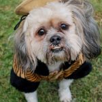 Chic Shih Tzu