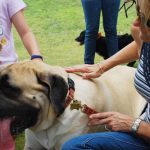 Magnificent Mastiff