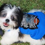 Harley Davidson Dog