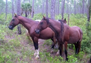 Wild Horses of Abaco