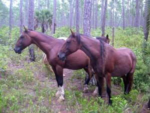 Wild Horses of Abaco