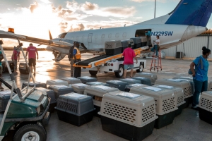 Bahamas to Michigan Potcake Rescue a Huge Success