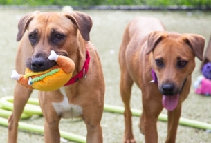 Animal Rescue League Of Boston Takes In 3 Dogs From Bahamas