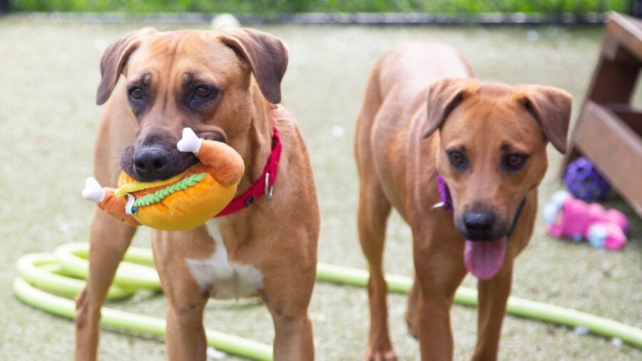 Animal Rescue League Of Boston Takes In 3 Dogs From Bahamas