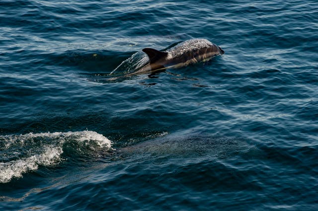 Eight dolphins dead and five starving at abandoned Bahamas park where tourists paid to swim with them: report