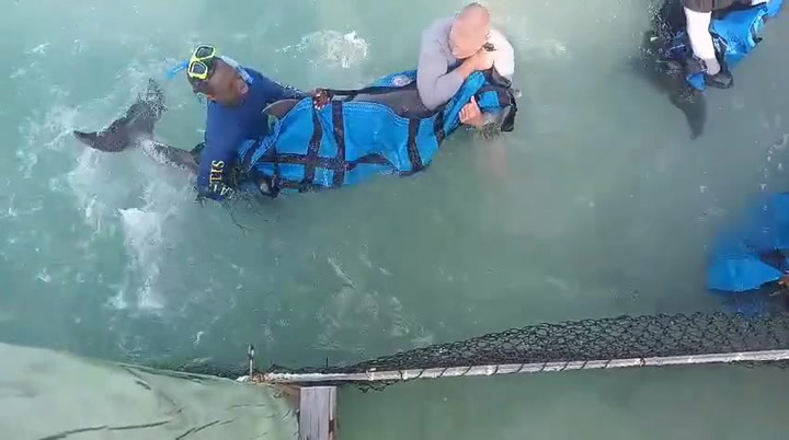 WATCH: Dolphins rescued in The Bahamas