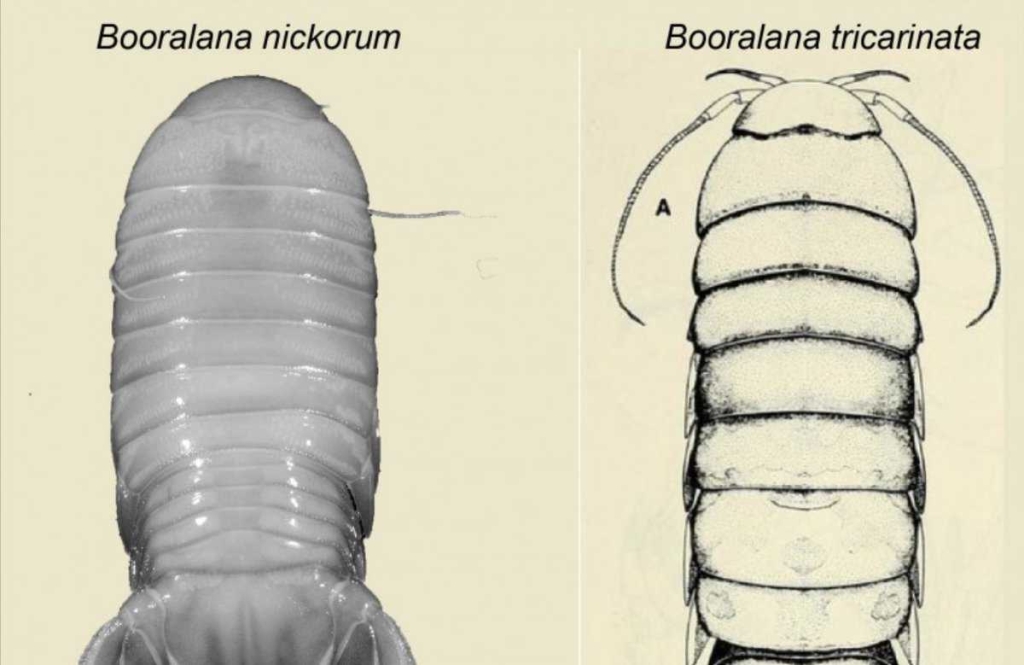 New Species Of Deep Sea Crustacean Discovered In The Bahamas | Bahamas B2B