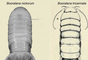 New Species Of Deep Sea Crustacean Discovered In The Bahamas
